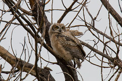 Great Horned Owl owlet checking out the world