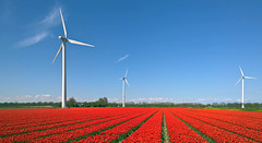Wind turbines and tulips