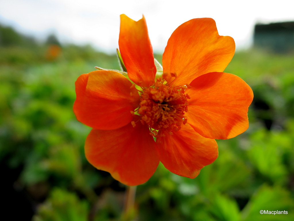 Geum 'Borisii'