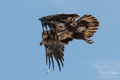 Juvenile Bald Eagle launch
