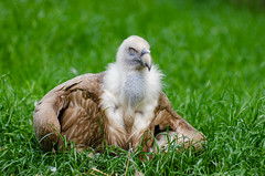 Anglų lietuvių žodynas. Žodis vultures reiškia grifai lietuviškai.