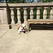 It's a #BUtiful day for some sunbathing on campus! • <a style="font-size:0.8em;" href="http://www.flickr.com/photos/73758397@N07/17389905452/" target="_blank">View on Flickr</a>