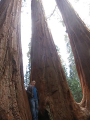 Pat and the Giant Sequoia