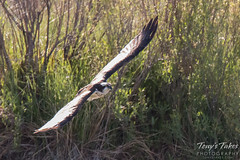 Female Osprey in flight