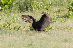 Turkey Vultures spread their wings to cool themselves