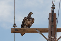 Juvenile Bald Eagle poses for pictures