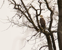 Bald Eagle in the Michigan Wild • <a style="font-size:0.8em;" href="http://www.flickr.com/photos/29084014@N02/17194657480/" target="_blank">View on Flickr</a>