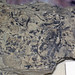 Amplexograptus maxwelli fossil graptolites (Mifflin Formation, Ordovician; Lee County, Illinois, USA)