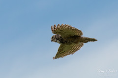 Great Horned Owl feels from its tormentors