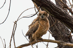 A wet but cute Great Horned Owl owlet