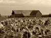 Sunflower Fields • <a style="font-size:0.8em;" href="http://www.flickr.com/photos/109566135@N04/17842221206/" target="_blank">View on Flickr</a>