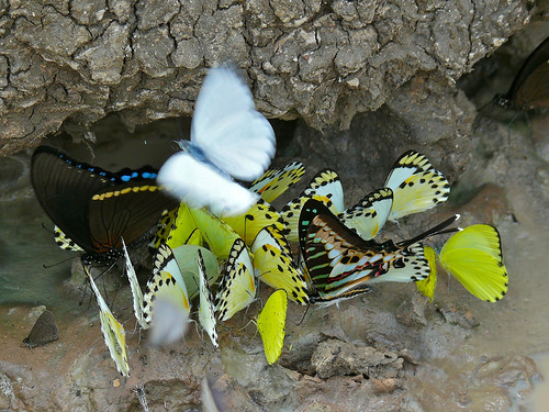 Drinking Butterflies : 2 Van Someren's Green-banded Swallowtails (Papilio interjectana), 1 Small Striped Swordtail (Graphium policenes)  and Pieridae