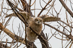 Great Horned Owl owlet flaps its wings to catch itself