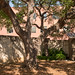 Casa Navarro Tree • <a style="font-size:0.8em;" href="http://www.flickr.com/photos/26088968@N02/17186289008/" target="_blank">View on Flickr</a>
