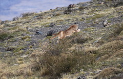 Puma chasing patagonian grey fox