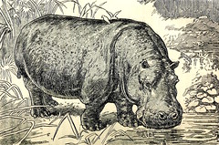 Anglų lietuvių žodynas. Žodis hippopotamuses reiškia begemotų lietuviškai.