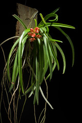 [Thailand] Vanda curvifolia (Lindl.) L.M.Gardiner, Phytotaxa 61: 49 (2012)