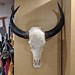 Carved water-buffalo skull from Alice, Christmas morning, home, Burbank, California, USA