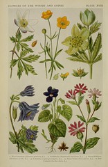 Anglų lietuvių žodynas. Žodis helleborus viridis reiškia <li>helleborus viridis</li> lietuviškai.