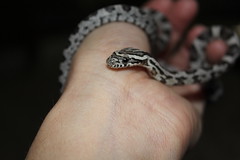 Baby snake - Cornelius Vibe