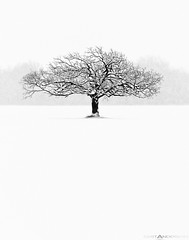 Winter Tree #7 So Alone 2540px