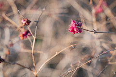 Some kind of Berry on a Bush