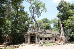 Angkor_Ta Prohm_2014_11