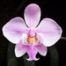 [Marinduque, Philippines] Phalaenopsis schilleriana T.K.B Rchb.f., Hamburger Garten- Blumenzeitung 16: 115 (1860)