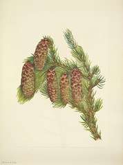 Anglų lietuvių žodynas. Žodis engelmann spruce reiškia engelmann eglė lietuviškai.