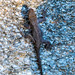 Lizard on coquina • <a style="font-size:0.8em;" href="http://www.flickr.com/photos/26088968@N02/47140983801/" target="_blank">View on Flickr</a>