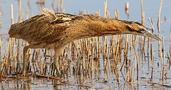 Bittern feeding along the reed margins