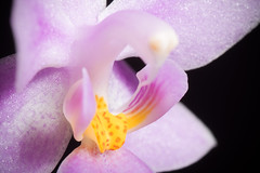 [Luzon, Philippines] Phalaenopsis equestris var. rosea (Yellow Callus) Valmayor & D.Tiu, Philipp. Orchid Rev. A-V(3): 18 (1983)