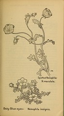 Anglų lietuvių žodynas. Žodis nemophila maculata reiškia <li>nemophila maculata</li> lietuviškai.