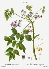 Chinaberry (Melia azedarach) illustration from Traité des Arbre