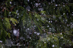 Project 365/Day 39: Snow Falling Softly