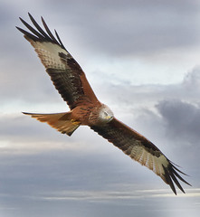 Red Kite soaring on the Wind