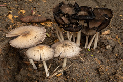 20190119_0694_7D2-100 Fungi (019/365)