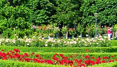 volksgarten---rose-garden_8956963337_o