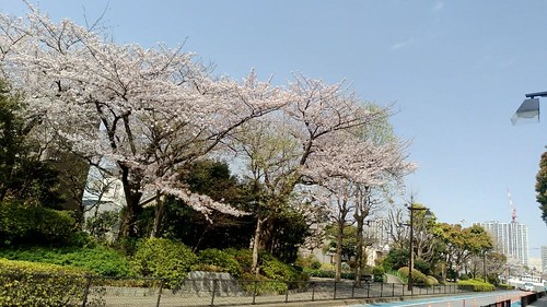 西大井広場公園の桜。立会道路沿い。右奥８...