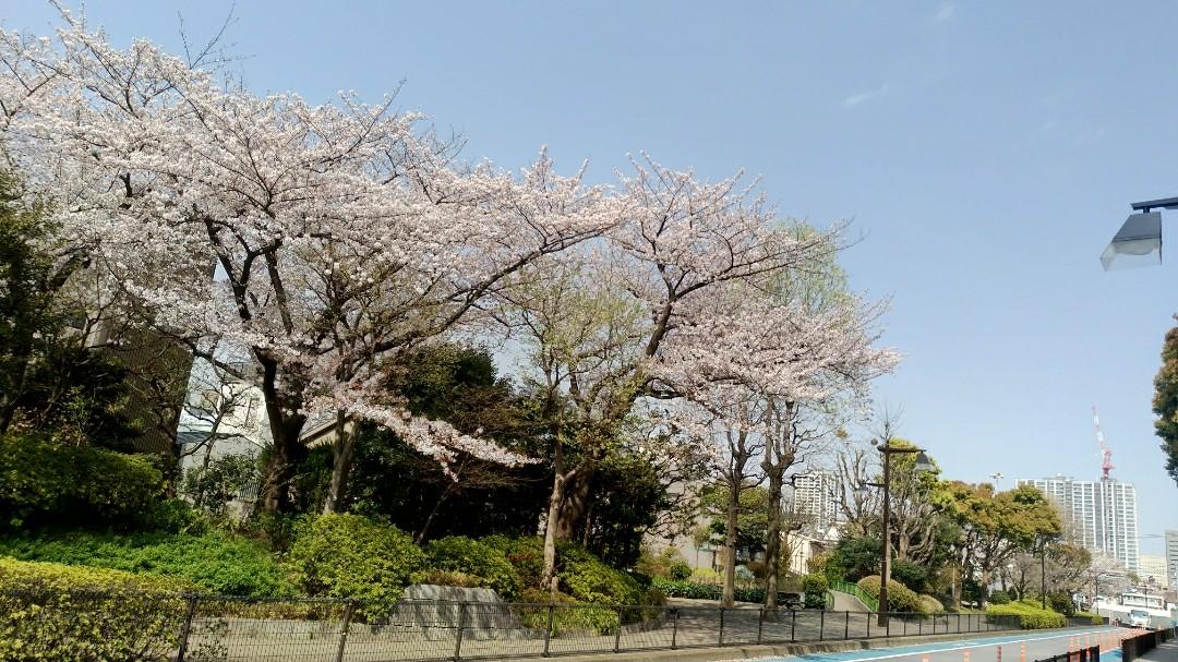 西大井広場公園の桜。立会道路沿い。右奥８...