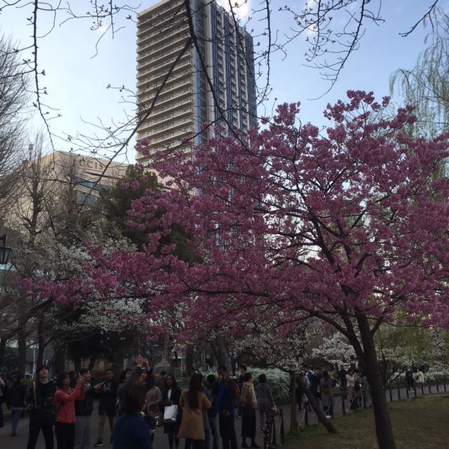 桜の種類は違うみたいで、こちらは満開です...