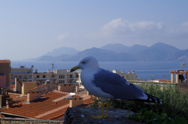 Gull with Cannes<br/>© <a href="https://flickr.com/people/158558170@N05" target="_blank" rel="nofollow">158558170@N05</a> (<a href="https://flickr.com/photo.gne?id=46757316071" target="_blank" rel="nofollow">Flickr</a>)