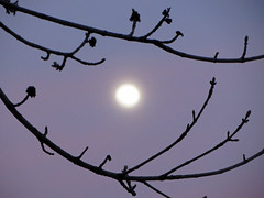 Tree Branches Frame The Moon.