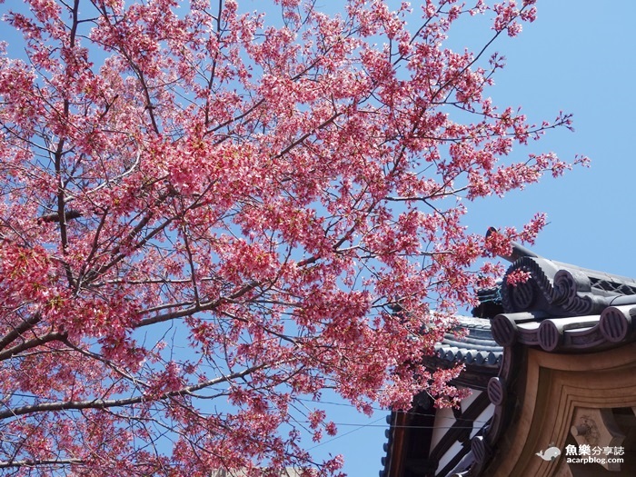 【京都旅遊】長德寺│京都最早櫻花│熱門賞櫻景點 @魚樂分享誌
