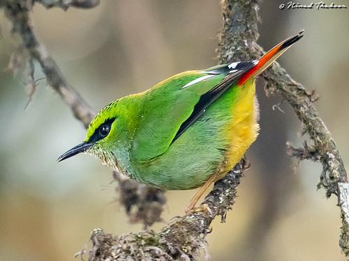 Fire-tailed Myzornis (Lifer) • <a style="font-size:0.8em;" href="http://www.flickr.com/photos/59465790@N04/47591856991/" target="_blank">View on Flickr</a>