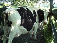 Anglų lietuvių žodynas. Žodis Holstein reiškia n (ypač amer.) holšteinai, Holšteino fryzai, fryzai (galvijų veislė) lietuviškai.