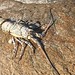 beached Ornate Spiny Lobster Panulirus ornatus