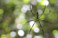 Cat Tien Nephila