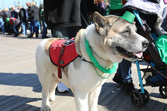 St. Patrick's Day Parade - March 9, 2019