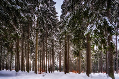 Spruces - Upper Franconia, Germany